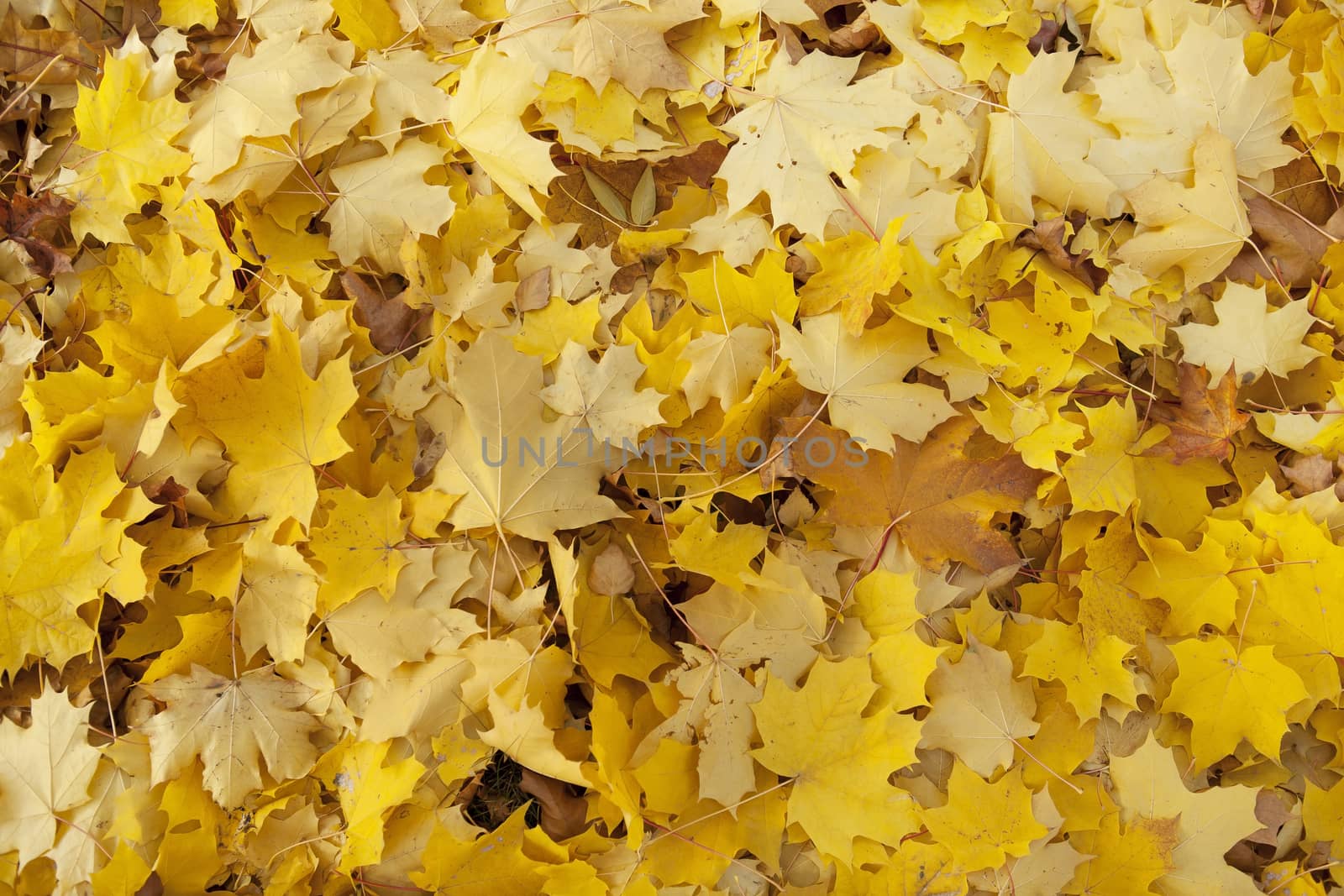 Yellow autumn maple leaves on the ground.
