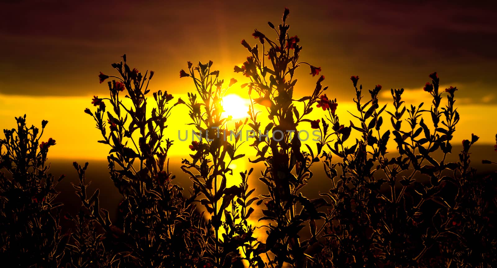 wild atlantic way sunset with flowers by morrbyte