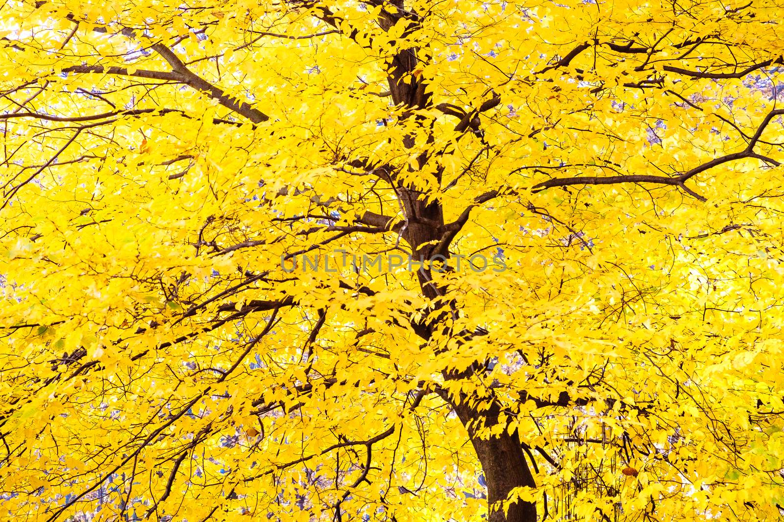 Autumn tree with yellow leaves foliage by martinm303