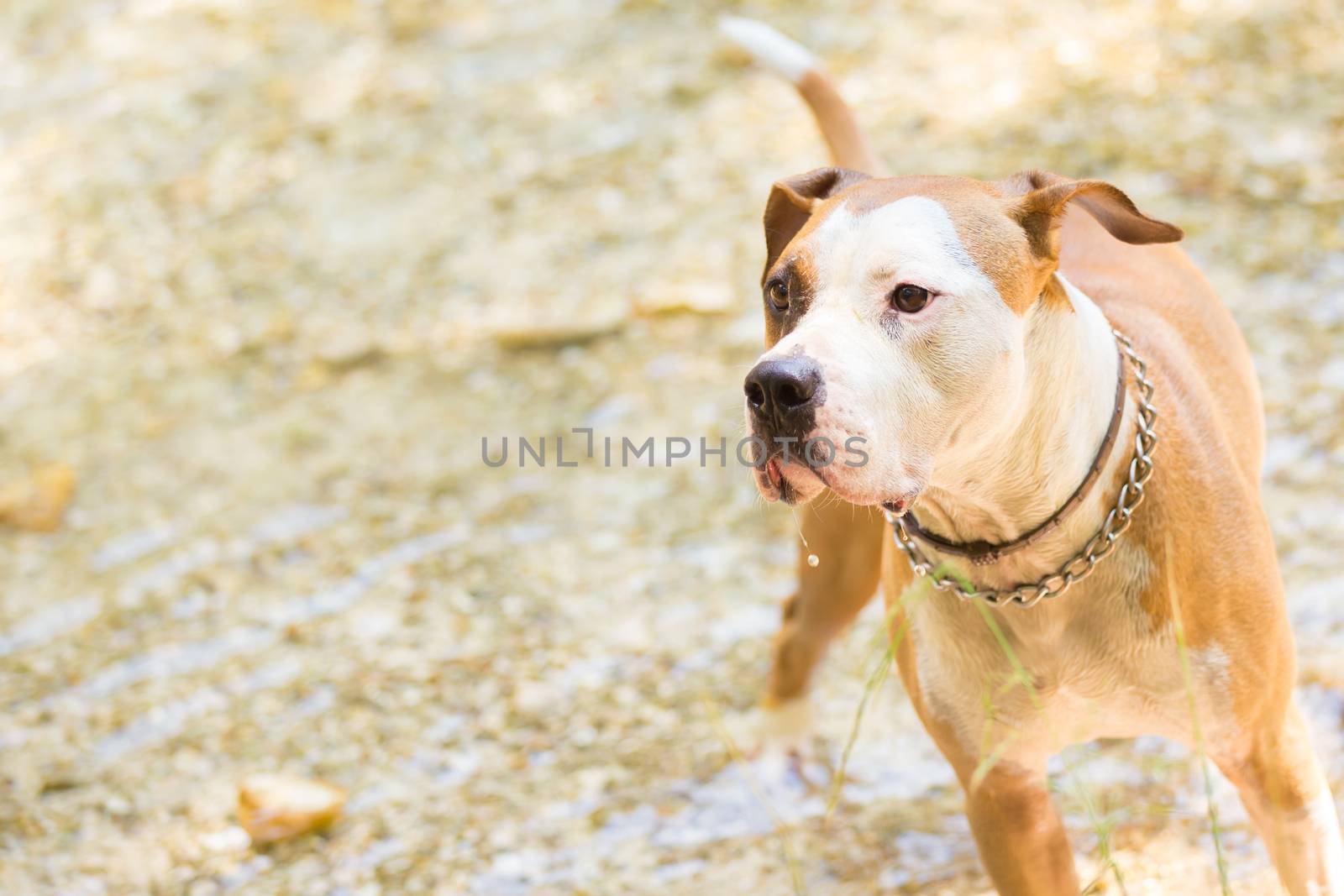Brown and white American staffordshire terrier dog wearing collar playing in shallow riverbed.