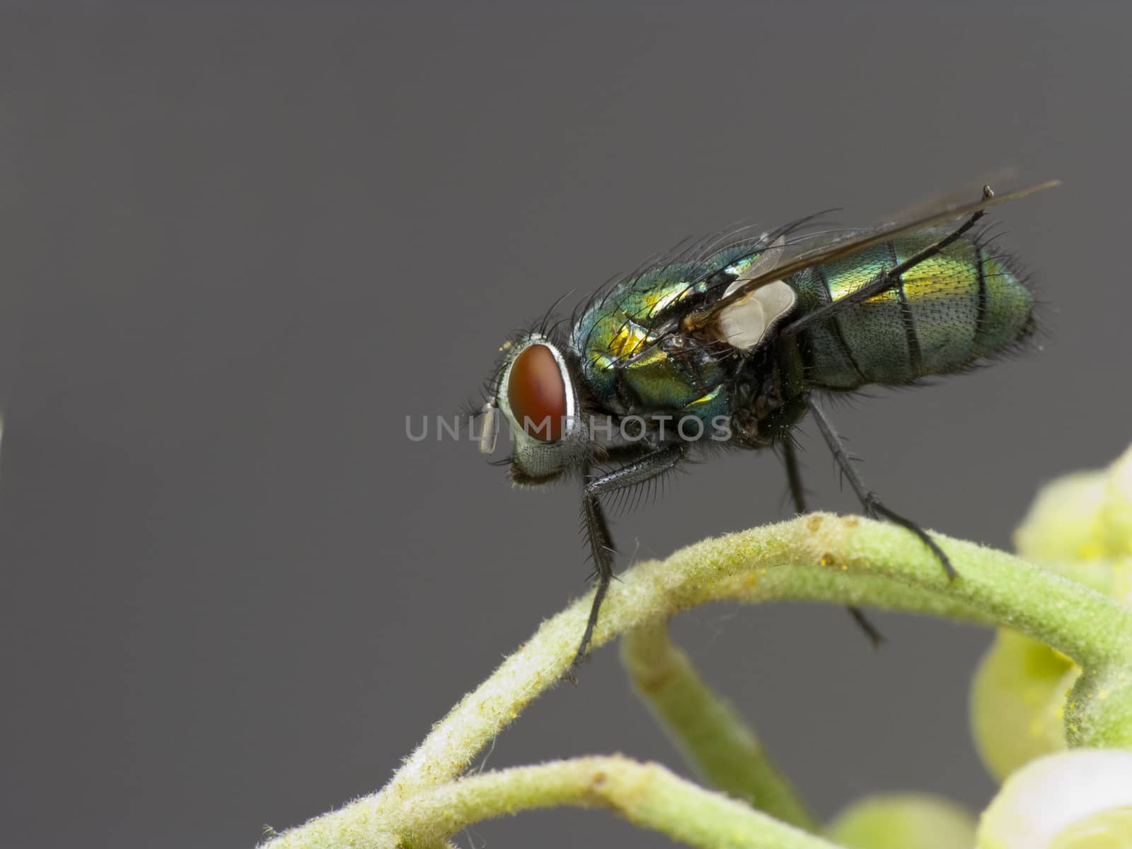 Fly on flower. Diptera