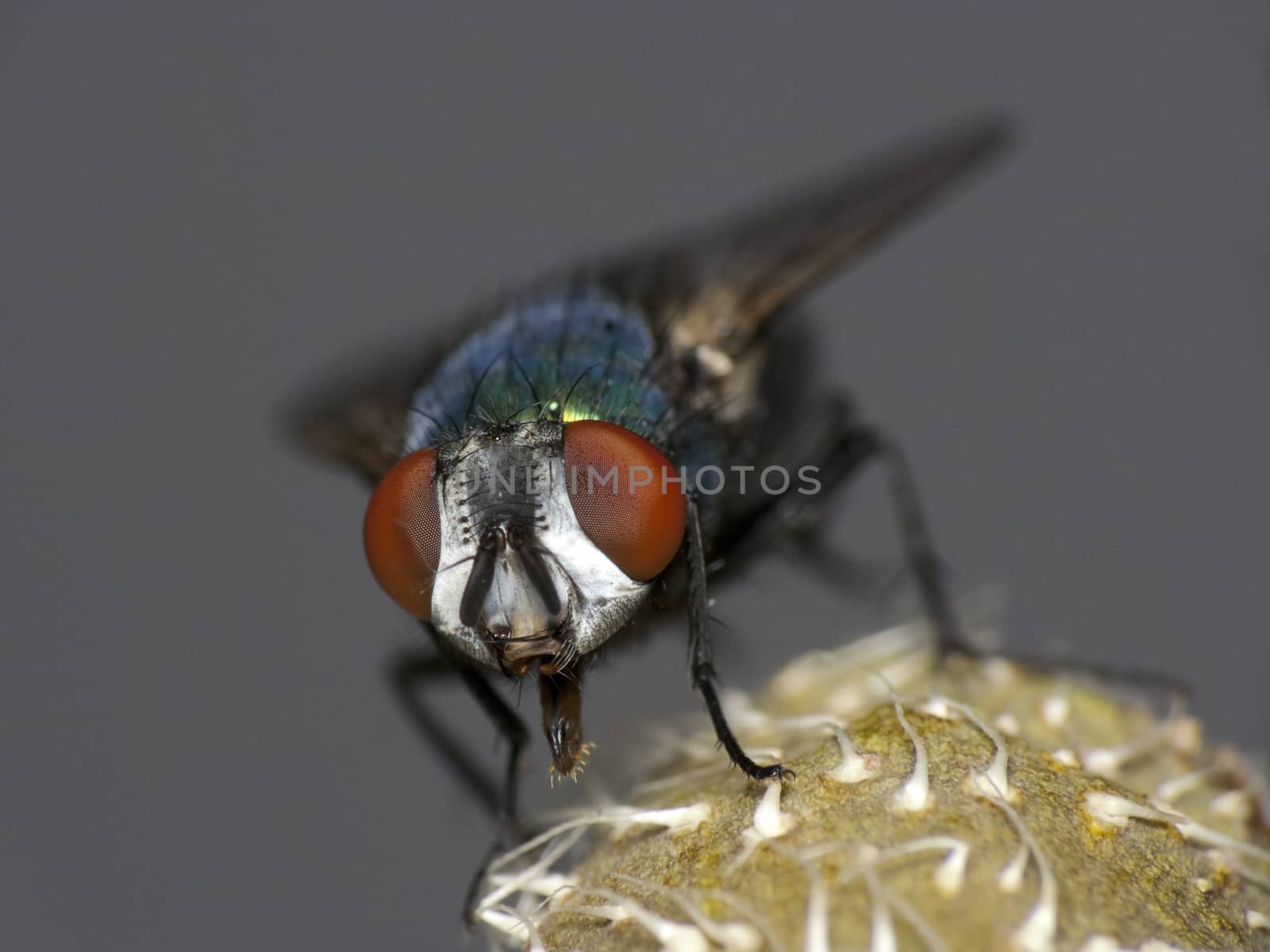 Close up shot of a fly on a flower- very shallow depth of field