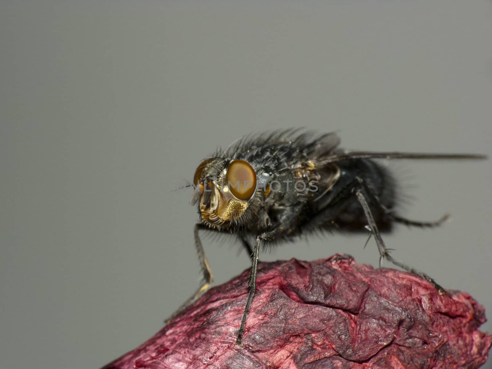 A bluebottle- Caliphora vomitoria  close-up,