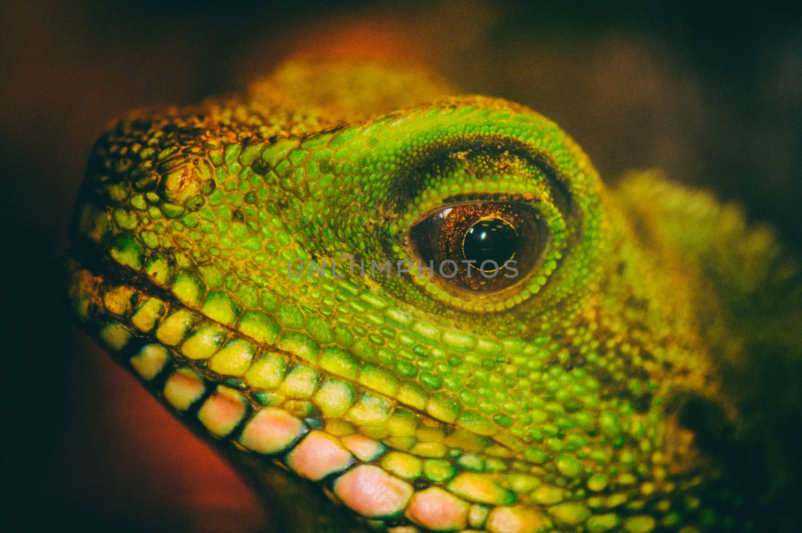 Close up detail of a green water dragon eye