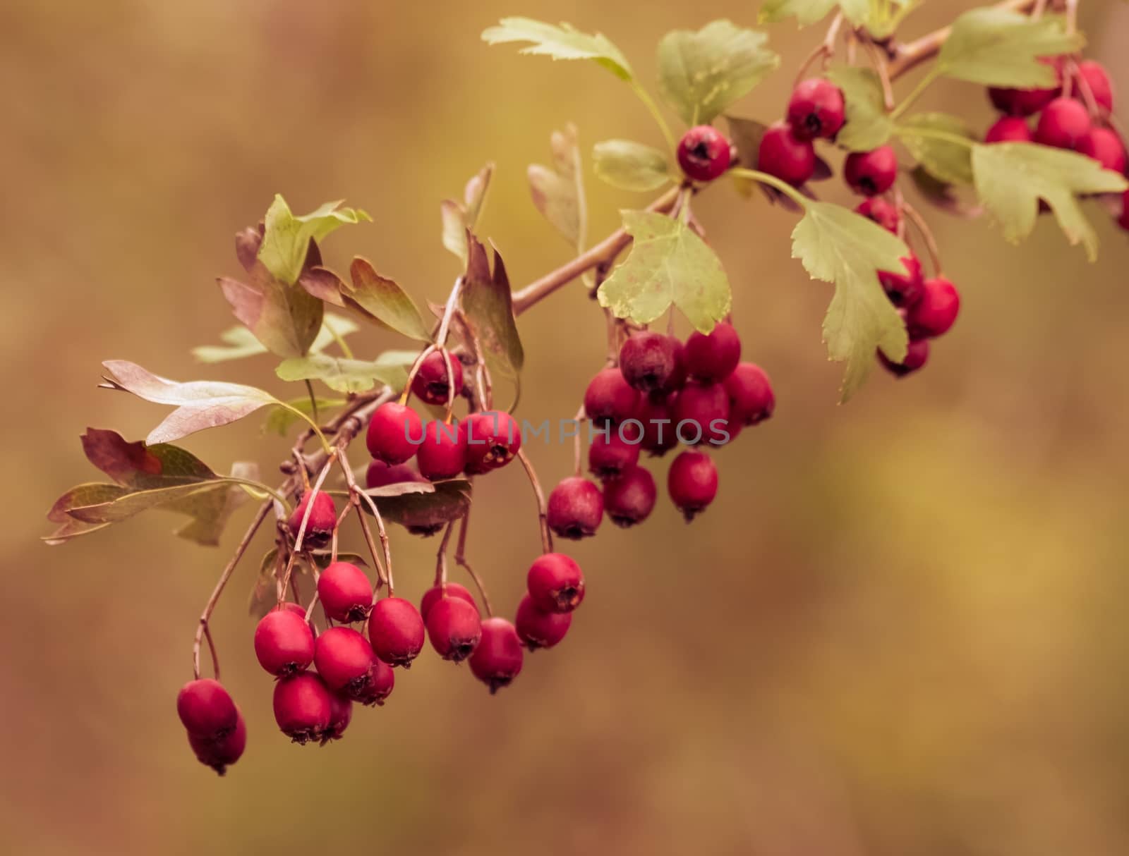 red berries on the branches, on autumn golden color style, christmas atmosphere coming