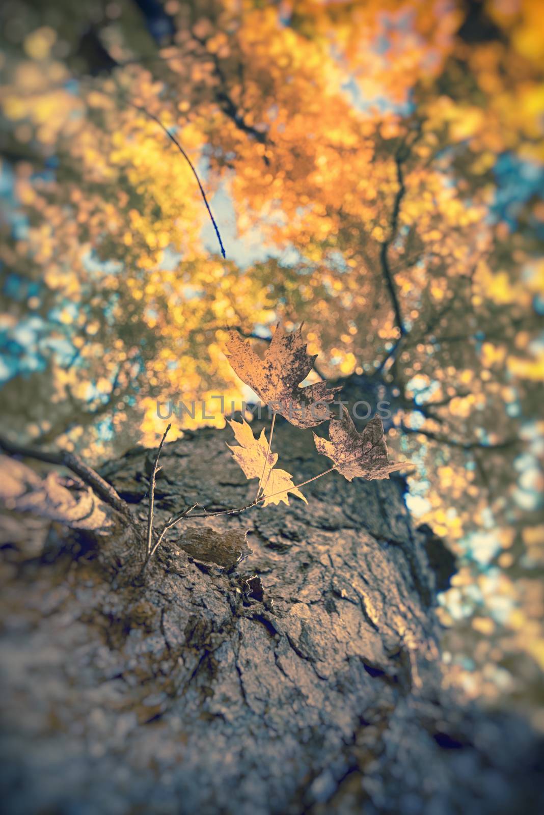 Detail of maple tree trunk from below with autumn color branches