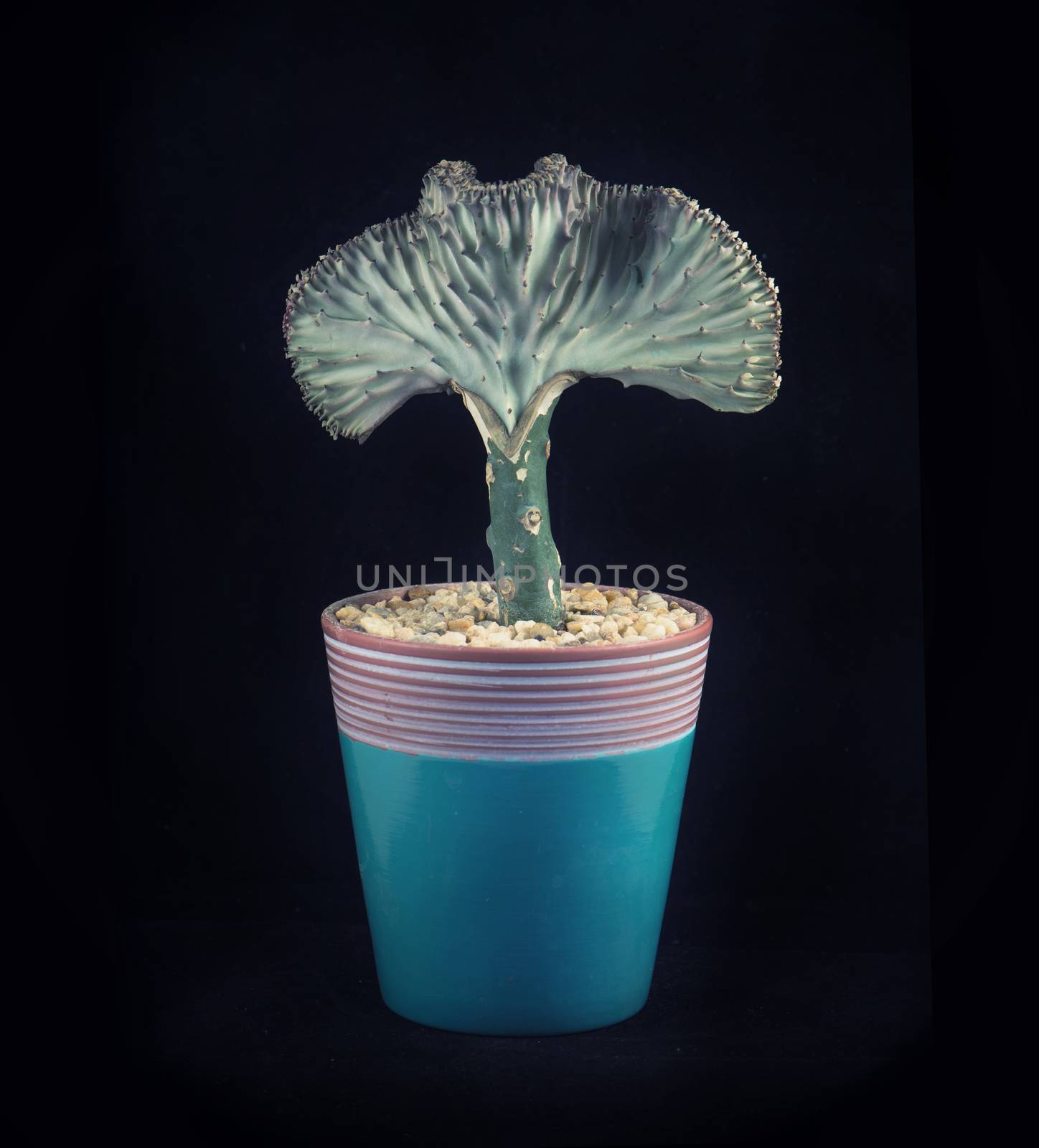 Potted coral cactus (Eurphorbia Lactea Crest) isolated over black background