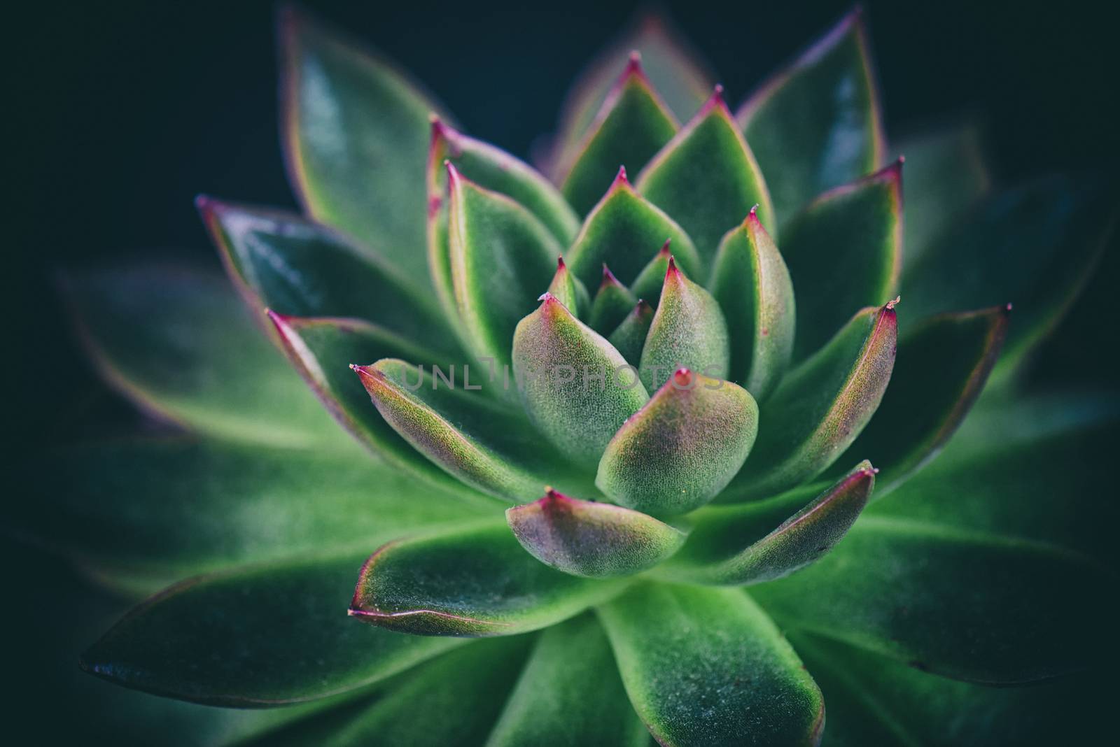 Succulent macro detail by rgbspace