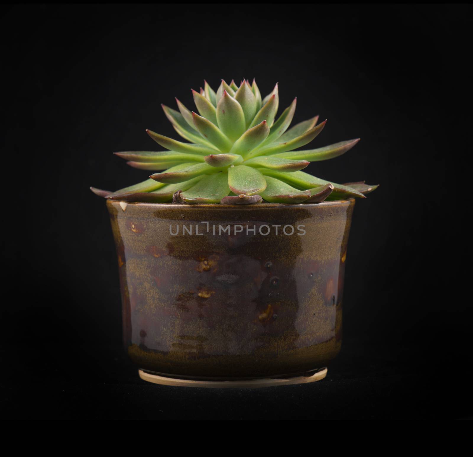 Potted succulent isolated by rgbspace