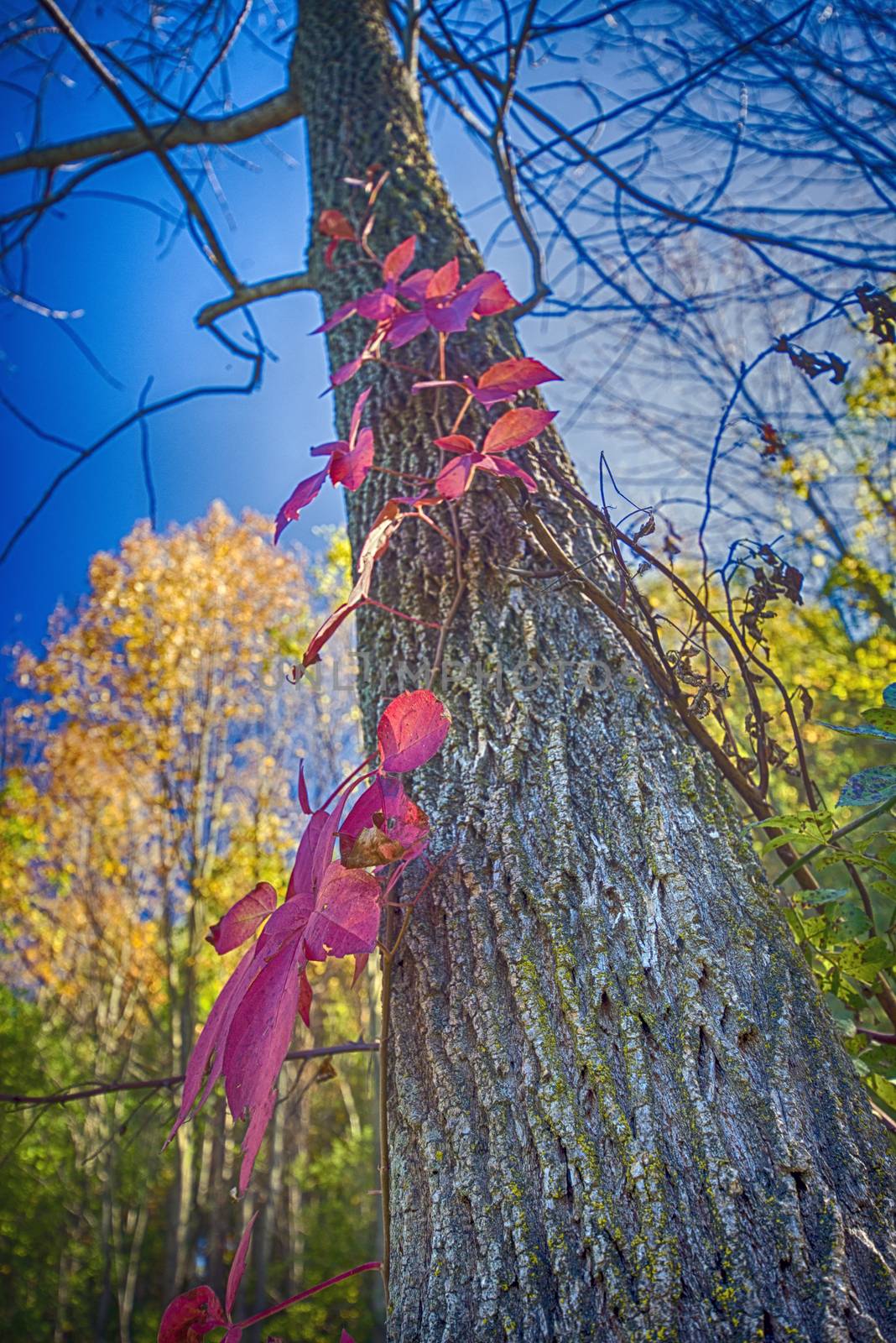 Colorful fall view with trunk and red vine plant against blue sky, Dundas conservation area, Ontario, Canada.