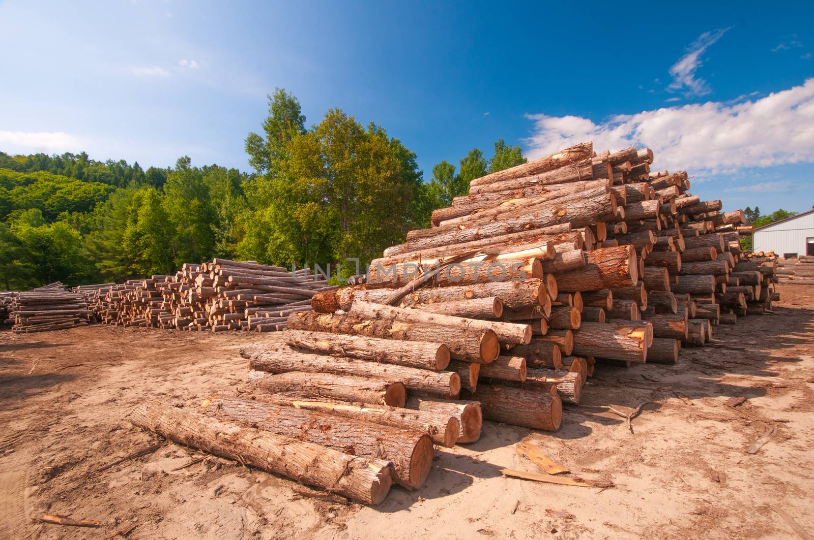 Pine logs stacked at lumber mill in Ontario, Canada