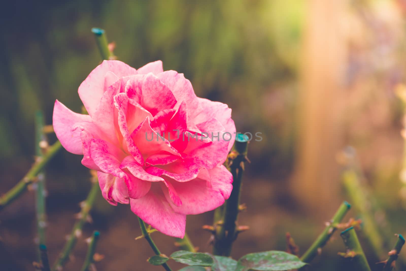 Roses in the garden filtered, Roses are beautiful with a beautiful sunny day.