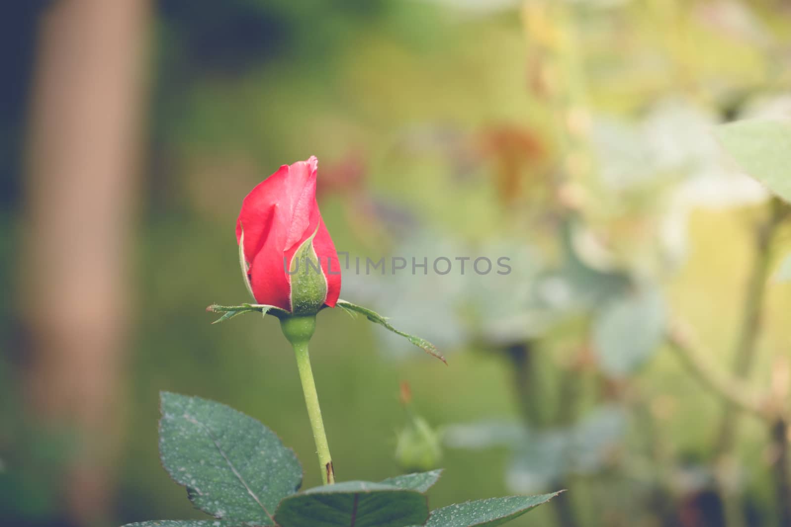 Roses in the garden filtered, Roses are beautiful with a beautiful sunny day.