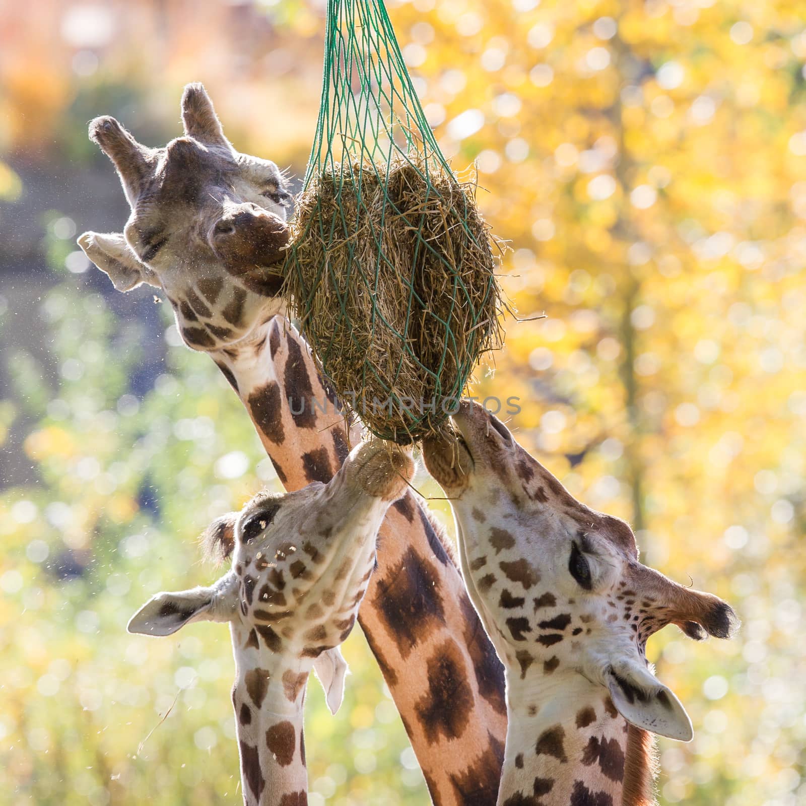 Three giraffes eating hay  by michaklootwijk