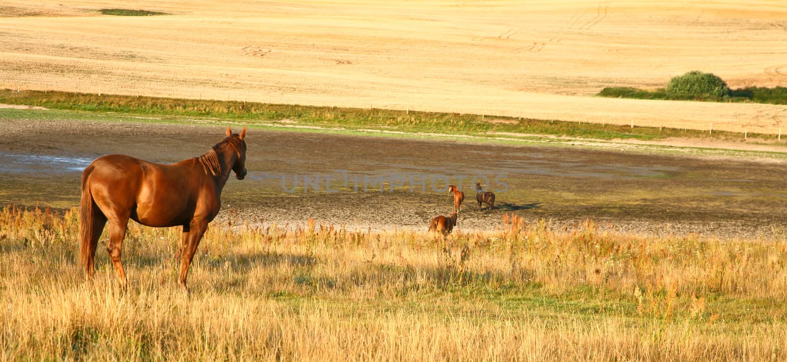 Nature in south Sweden in the province of Sk�ne