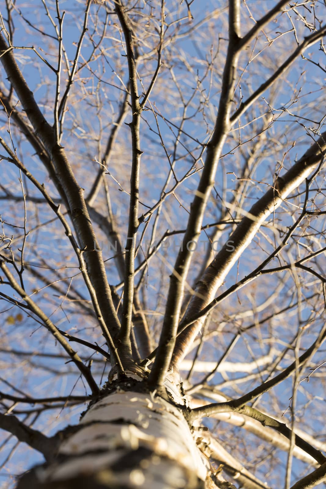 Inside Birch Tree Late Autumn