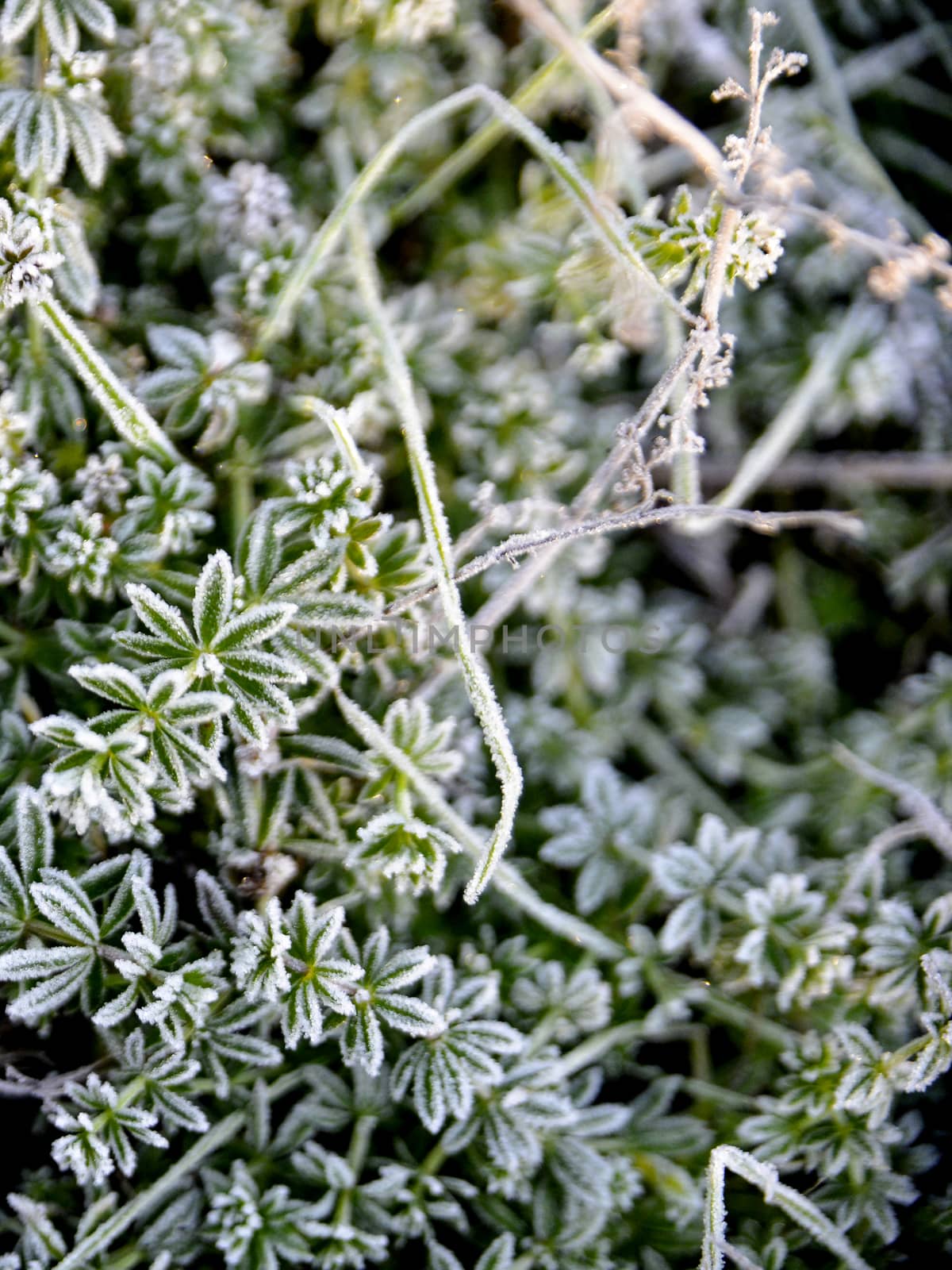 picture of a First frost on a plants  in november morning