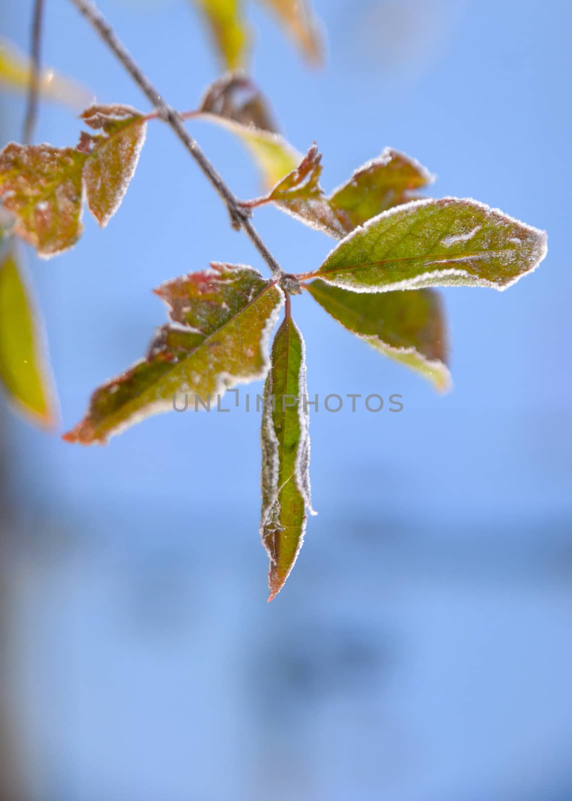 picture of a First frost on a plants  in november morning