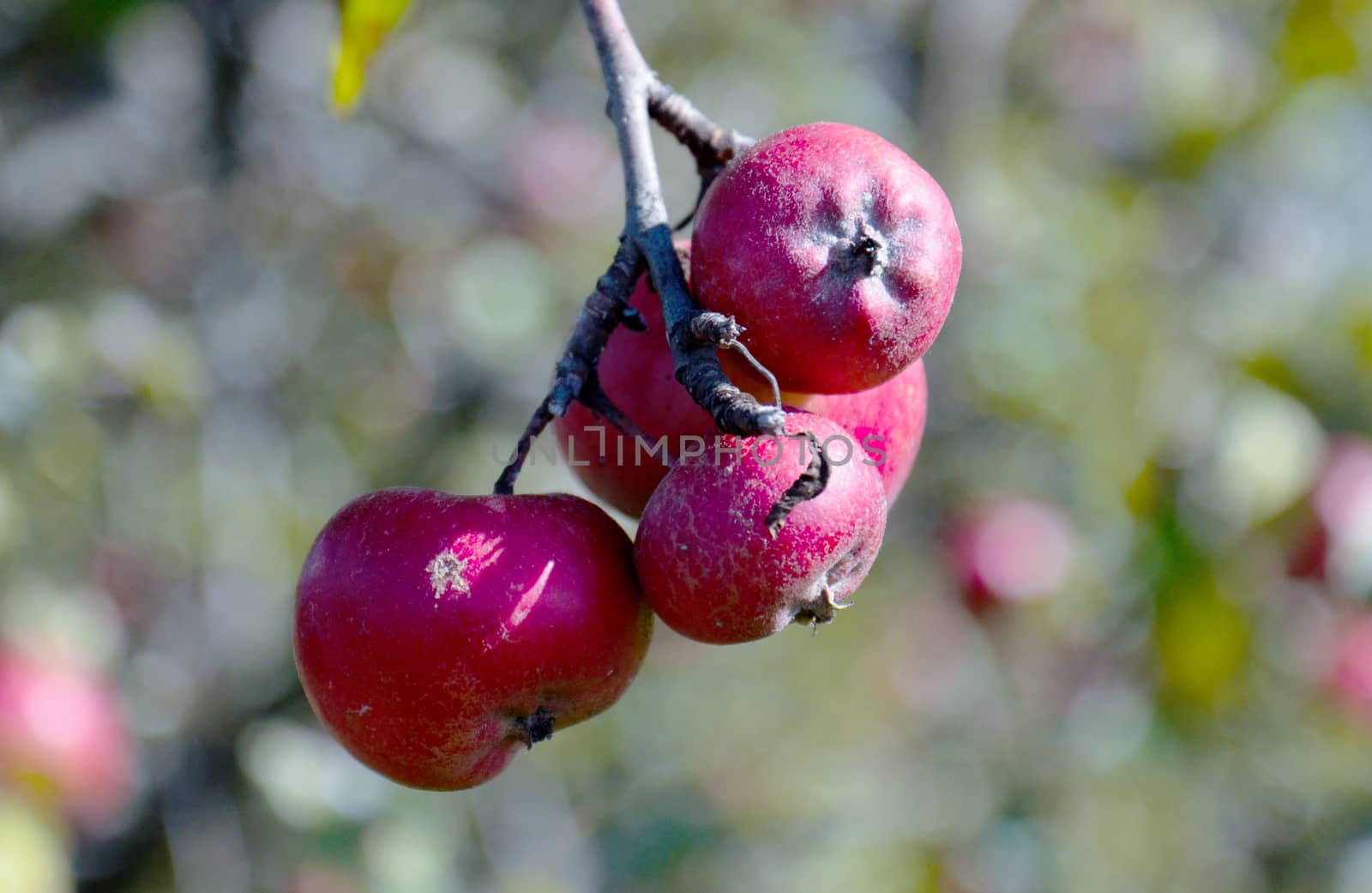 Picture of a red organic apples in an orchard