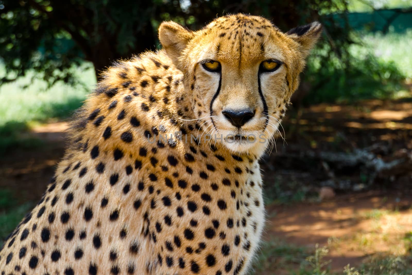 South African Cheetah (Acinonyx Jubatus) stares intensely into the camera with its yellow eyes.