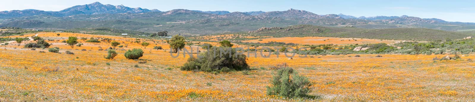 Panorama of Skilpad in the Namaqua National Park by dpreezg