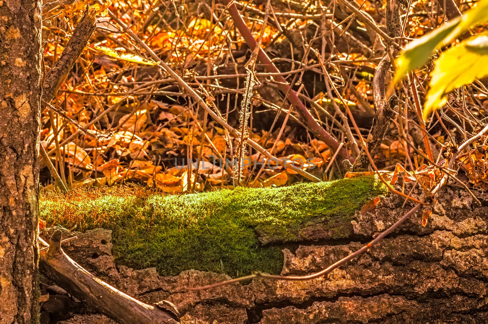 A fallen log, amongst the forest undergrowth, begins to succumb to moss.