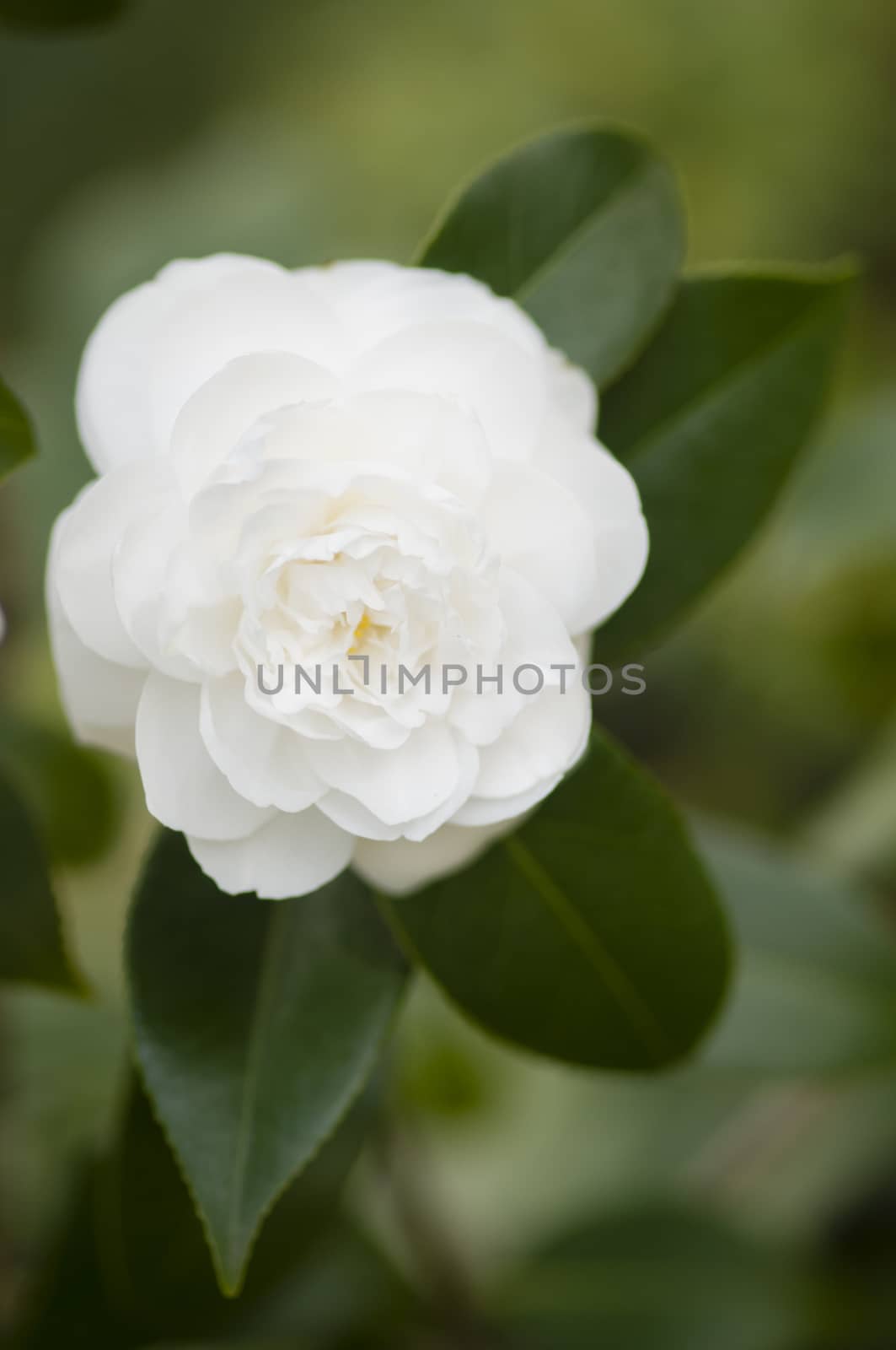 Close up of white Camelia flower with green leaves