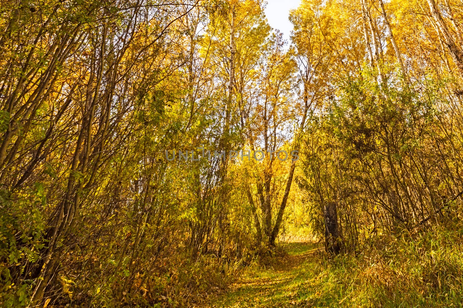 A tranquil forest trail, highlighted by the colors of autumn.