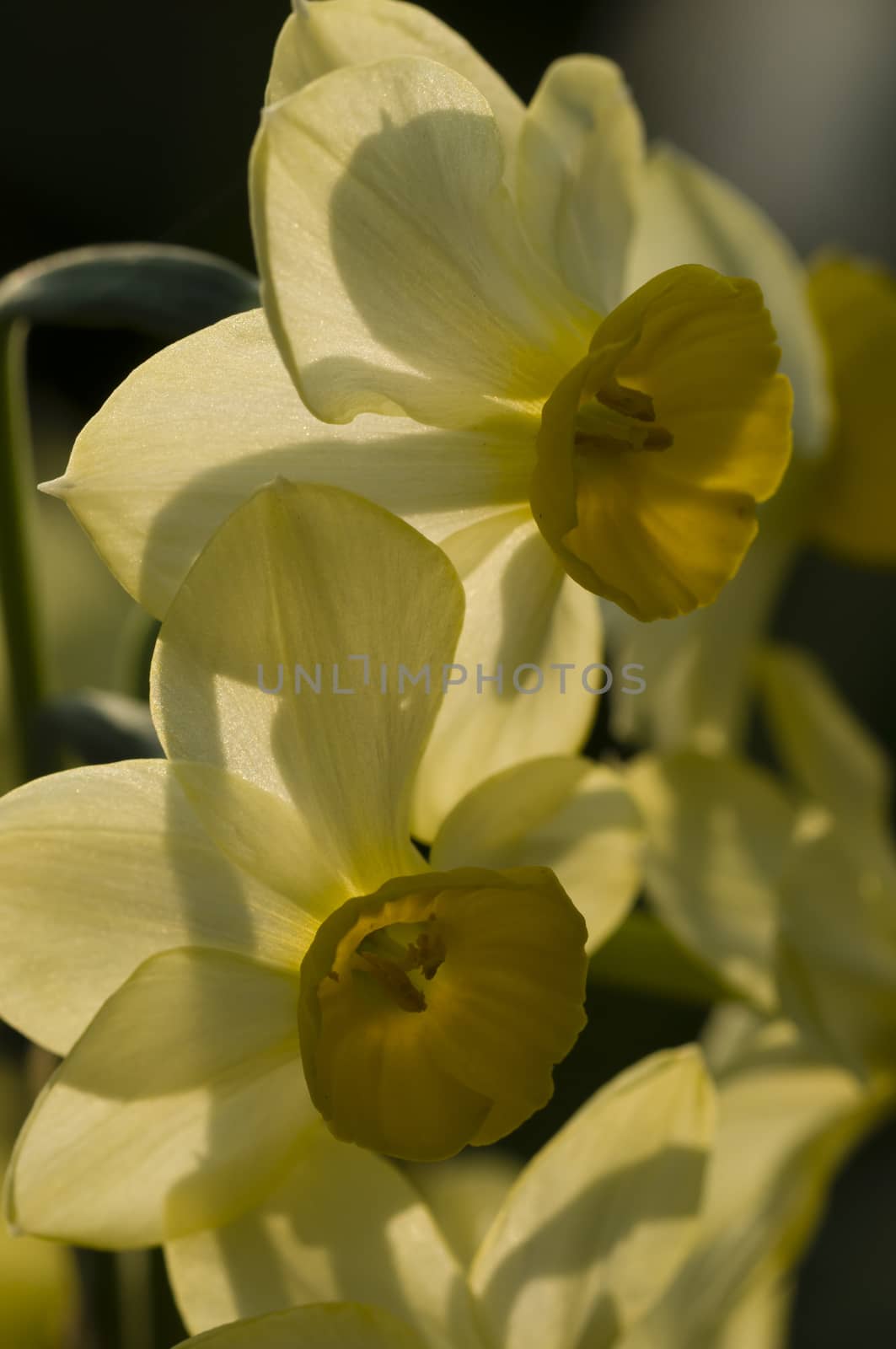 Close up of yellow narcissus flowers in back light