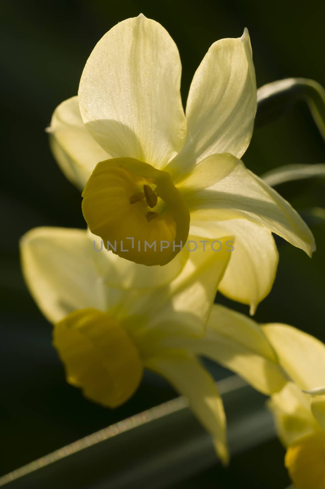 Close up of yellow narcissus flowers in back light