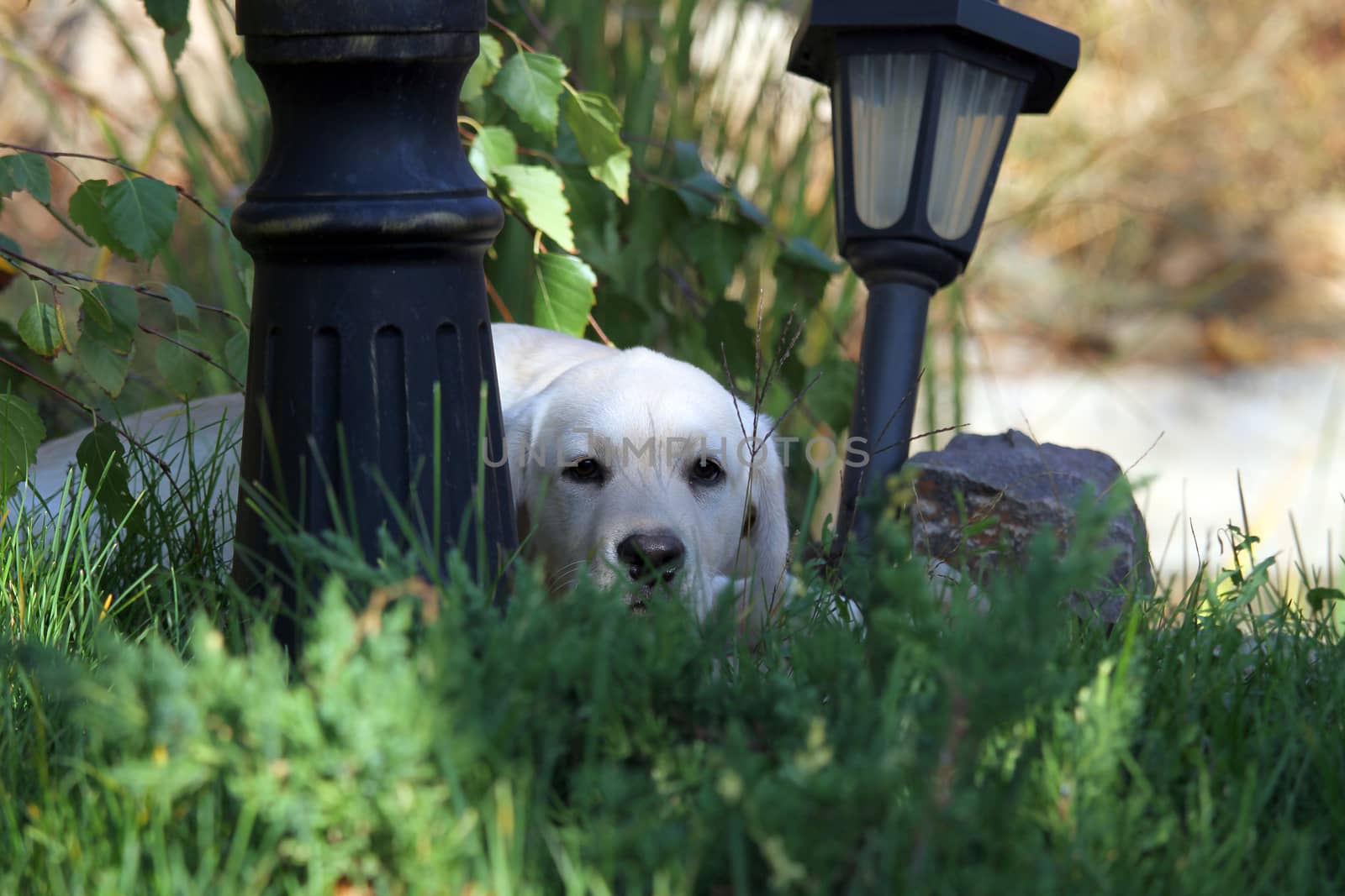 nice yellow labrador puppy in green grass in summer