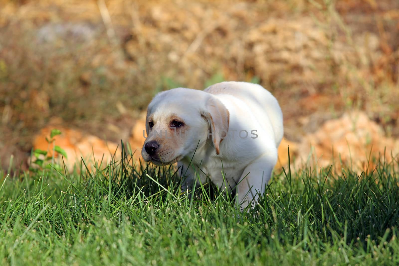 a little nice yellow labrador puppy playing in green grass in summer