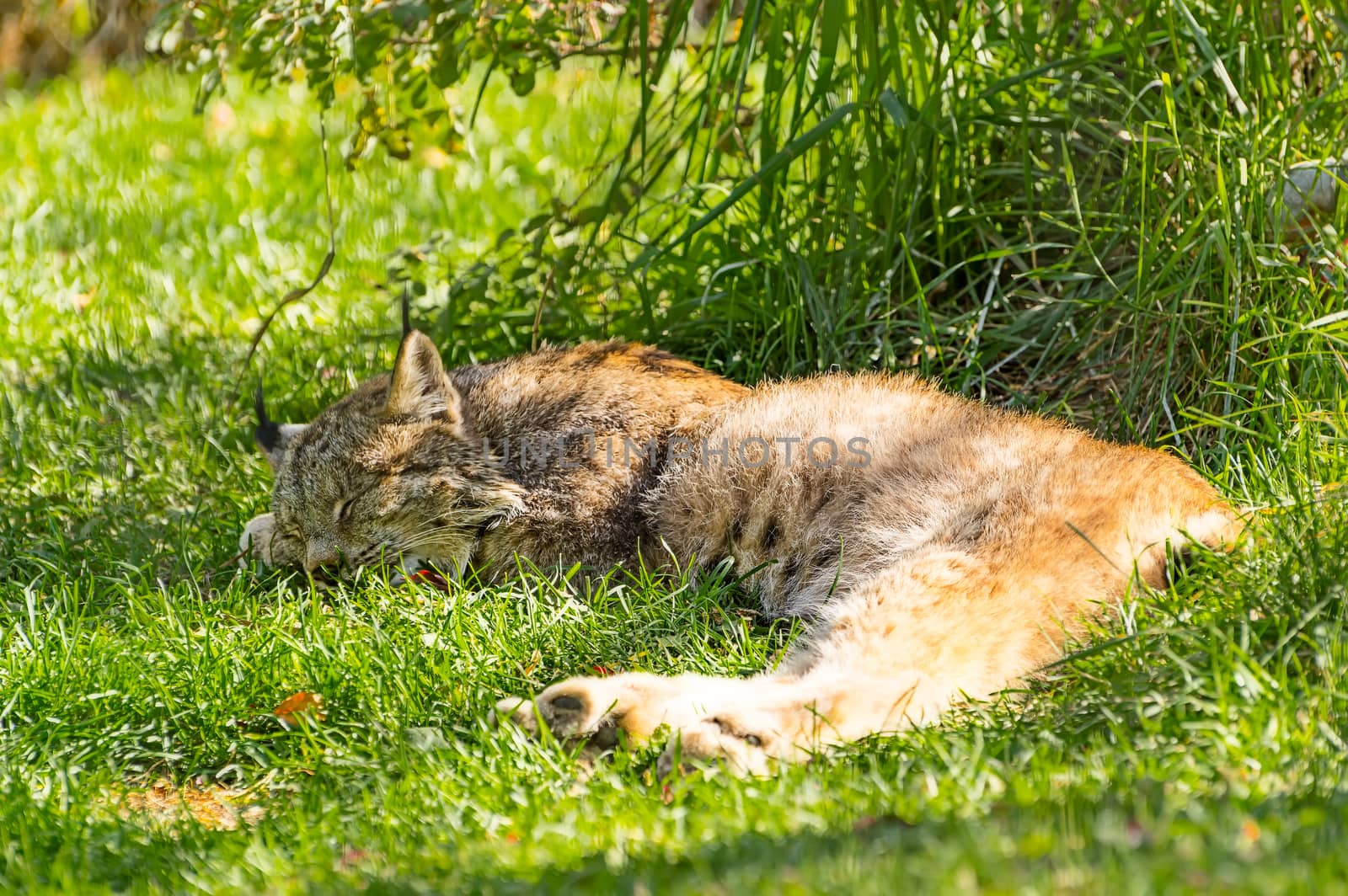 Lynx is sleeping in the shade to escape the afternoon warmth.