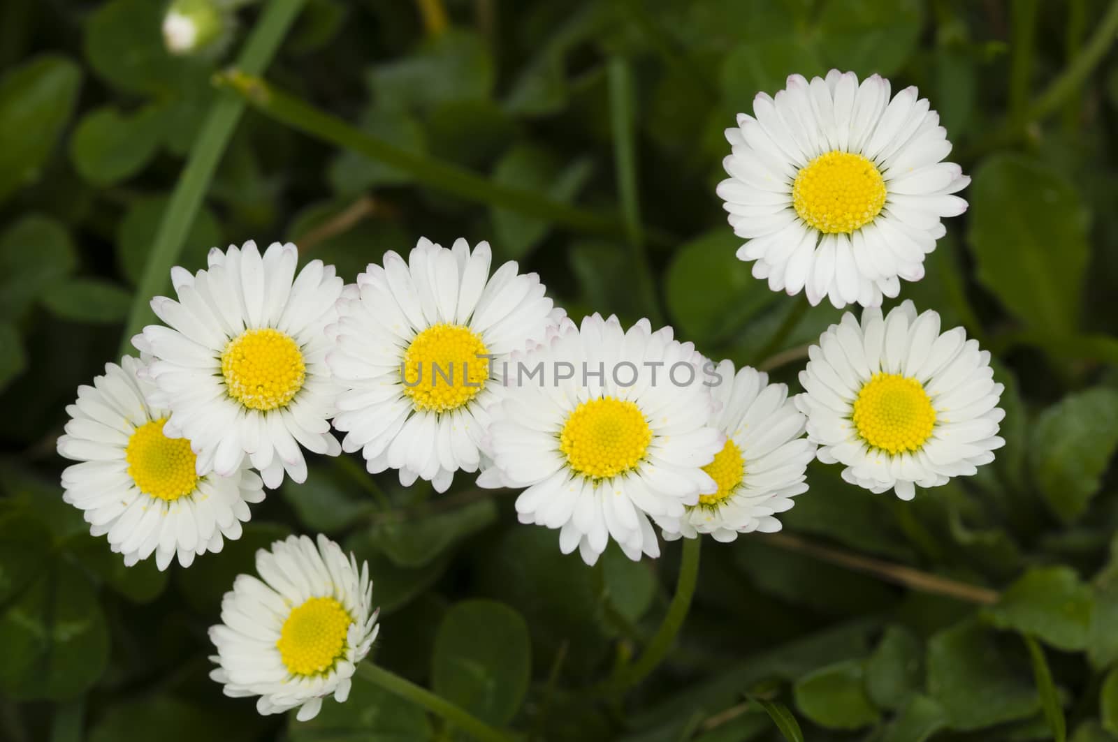 Group of white and yellow daisy flowers on grass