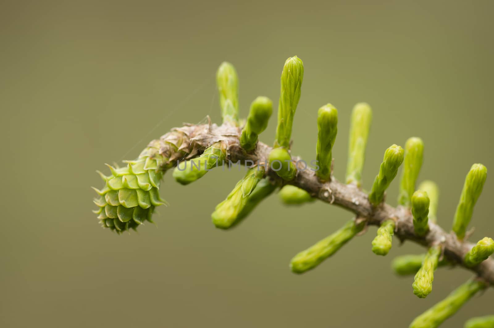 Taxodium distichum, bald cypress, baldcypress, bald-cypress, cypress, southern-cypress, white-cypress, tidewater red-cypress, Gulf-cypress, red-cypress, or swamp cypress, detail of leaf buds