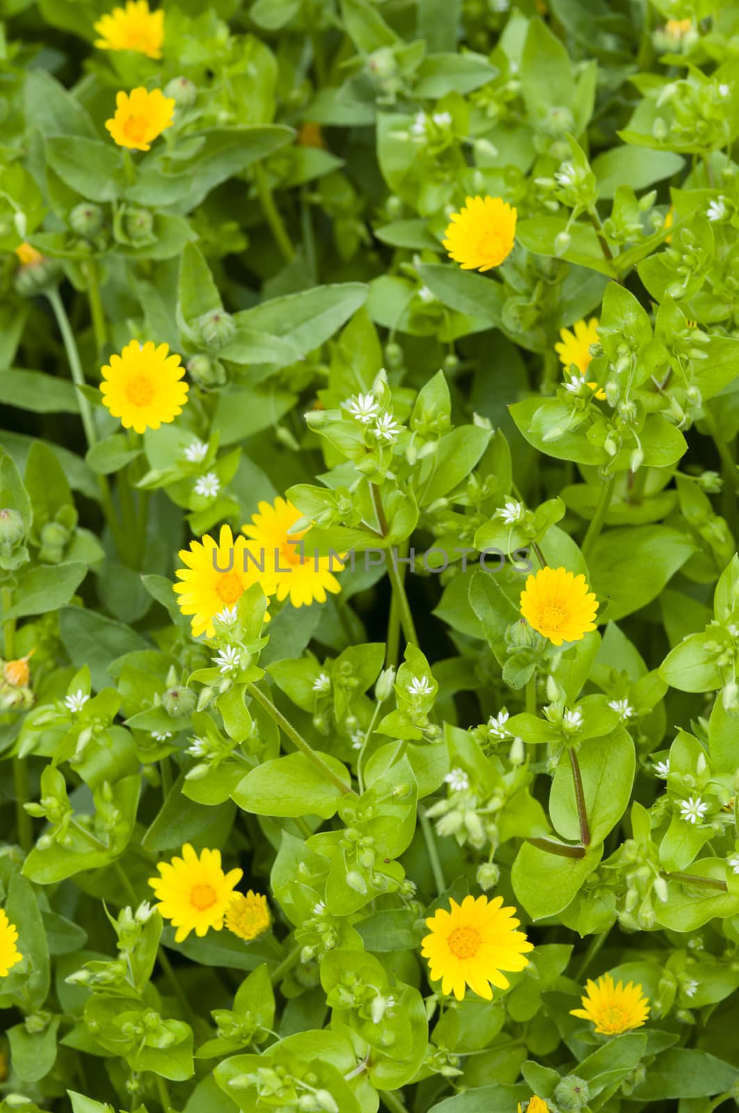 Stellaria media, chickweed, white flowers and yellow daisies