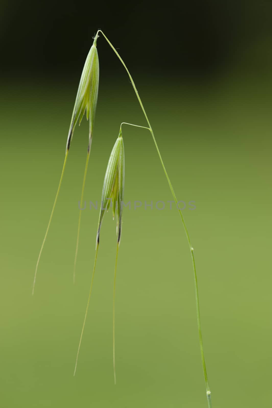 Spikes of natural grain plant growing on garden