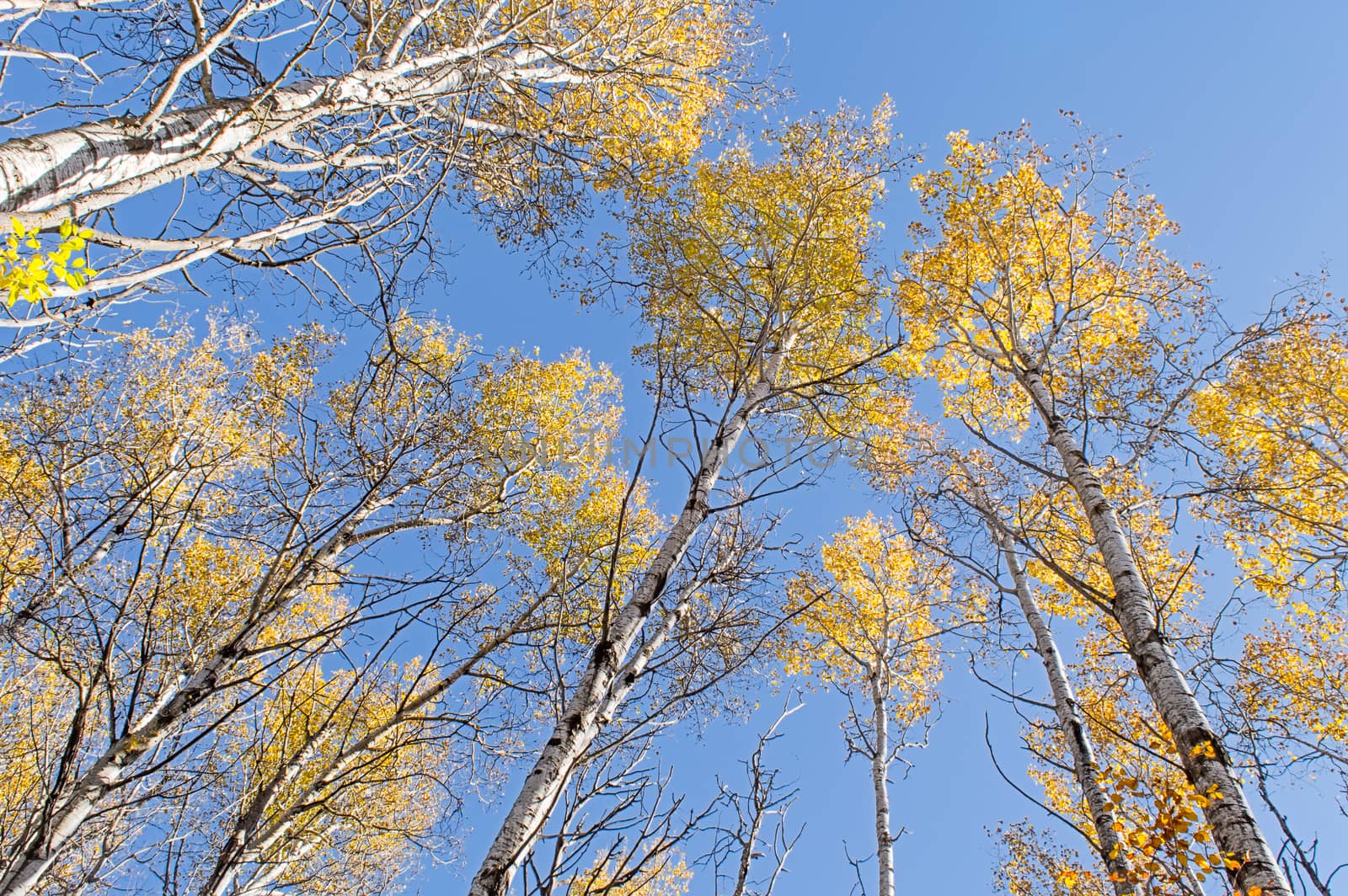 Far above the autumn leaves wait to fall from the towering birches.