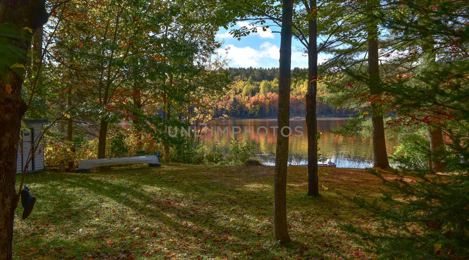 Autumn color paints the trees and illuminates the forest  in late October