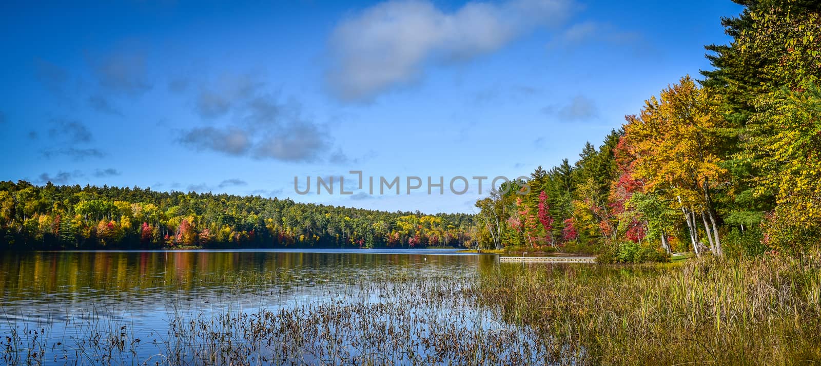 Autumn color paints the trees and illuminates the forest  in late October