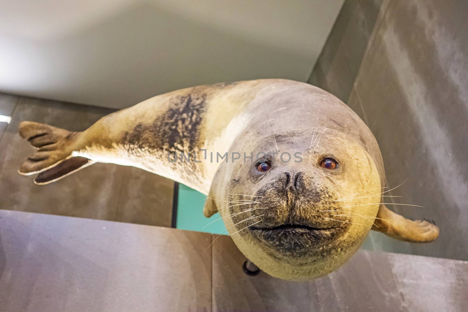 Canical, Portugal - June 5, 2013: Museu da Baleia (Whale Museum). Atlantic gray seal at the exit. The museum documents the history of whale hunting on Madeira.