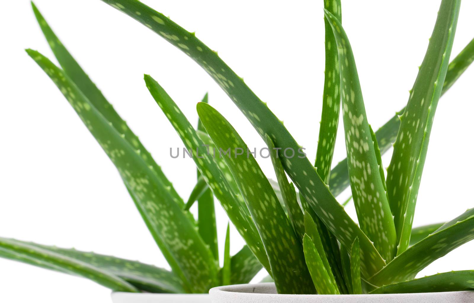 Aloe vera plant isolated on white by motorolka