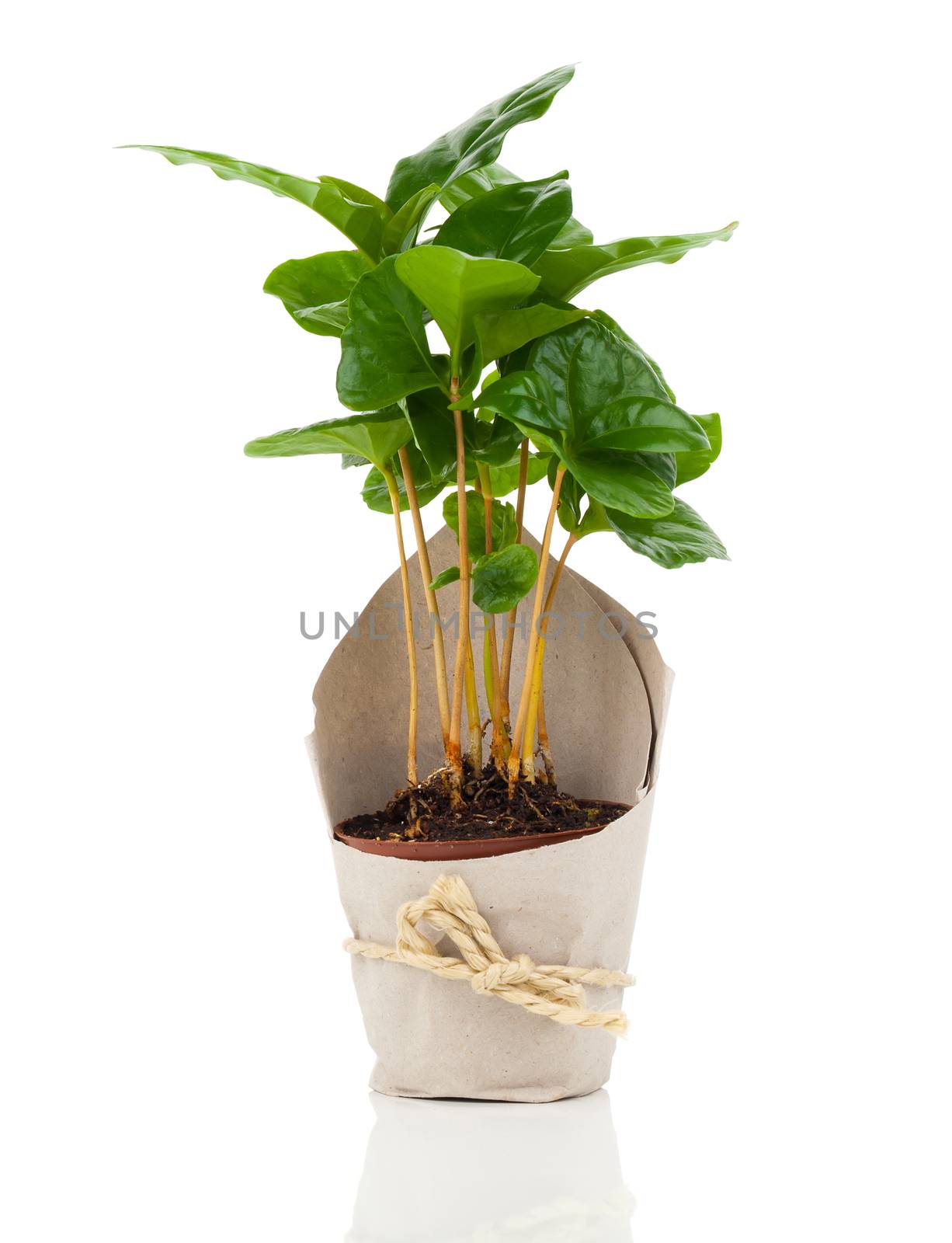 coffee plant tree in paper packaging, isolated on white background