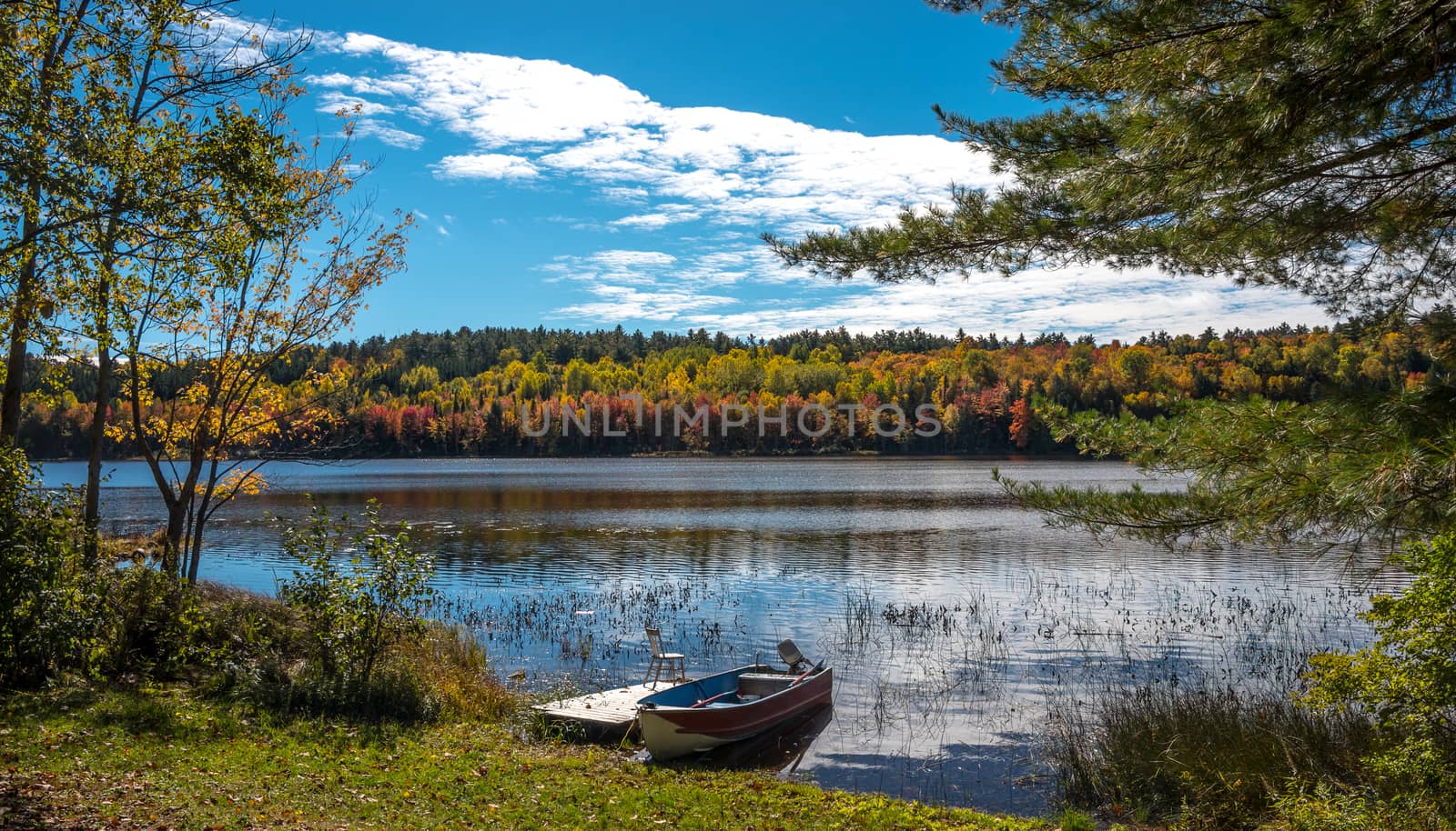 Autumn color paints the trees and illuminates the forest  in late October.