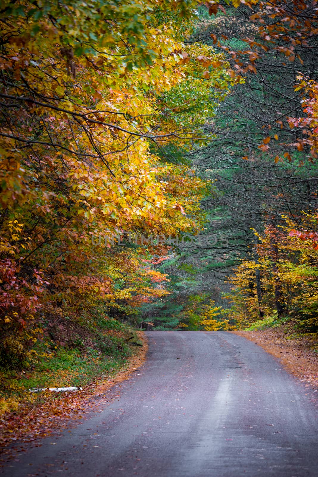 Late autumn changing of the leaves color along county roads. by valleyboi63