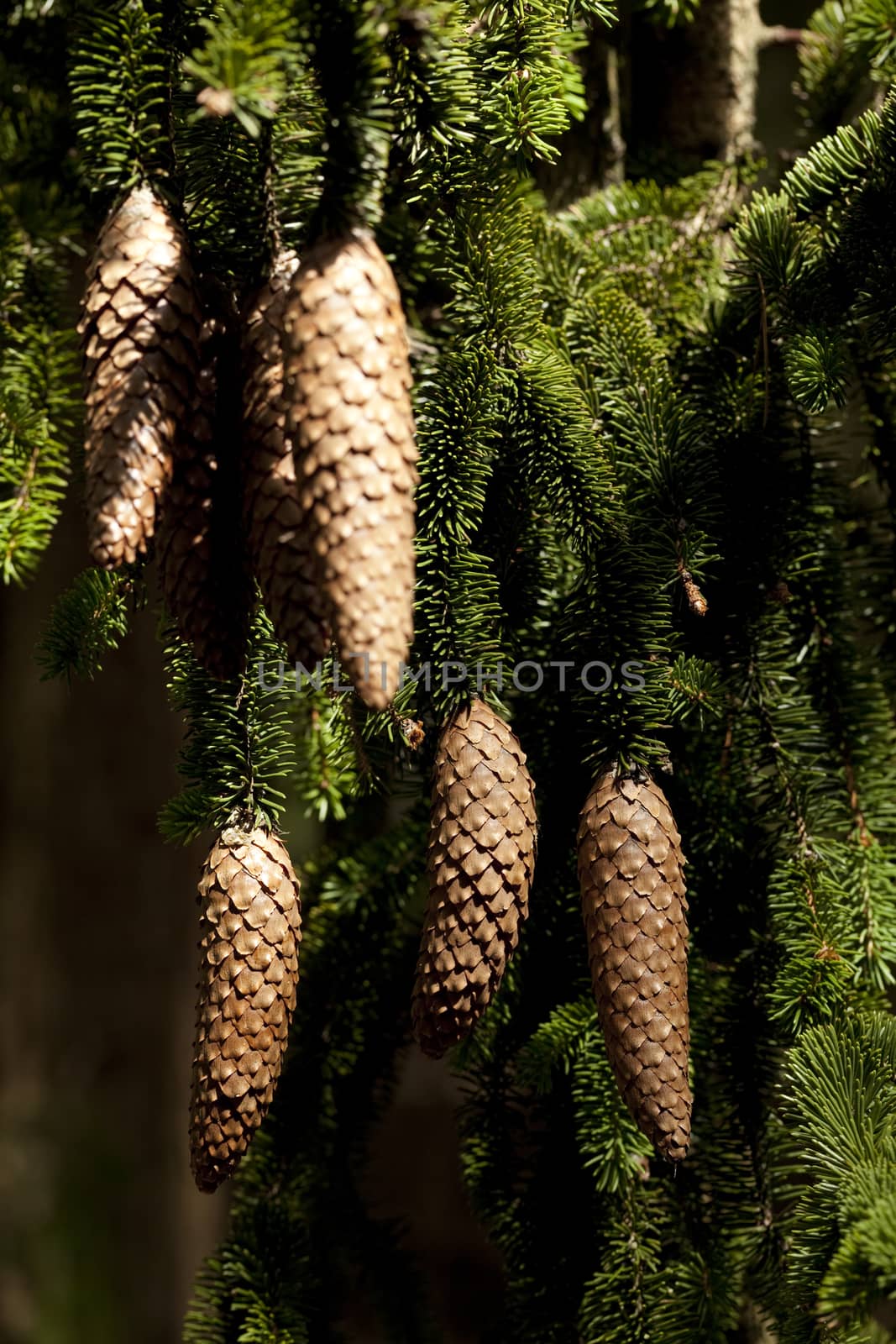 group cone hang on branch spruce