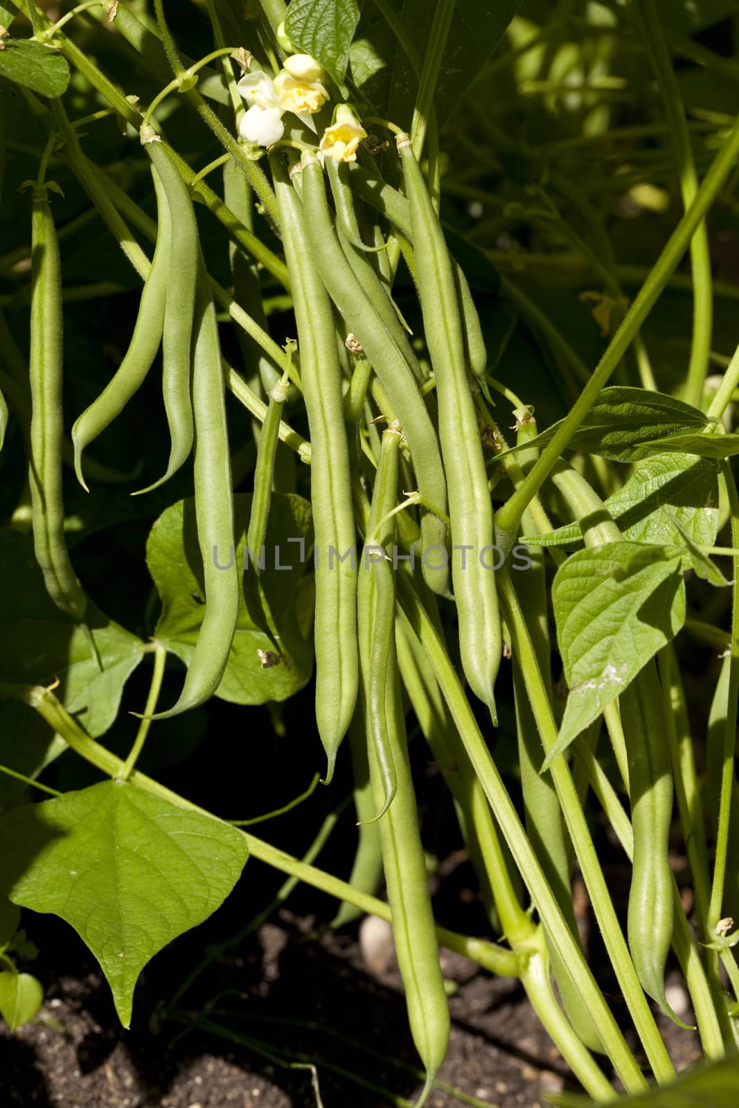 bean green grown on bush in garden