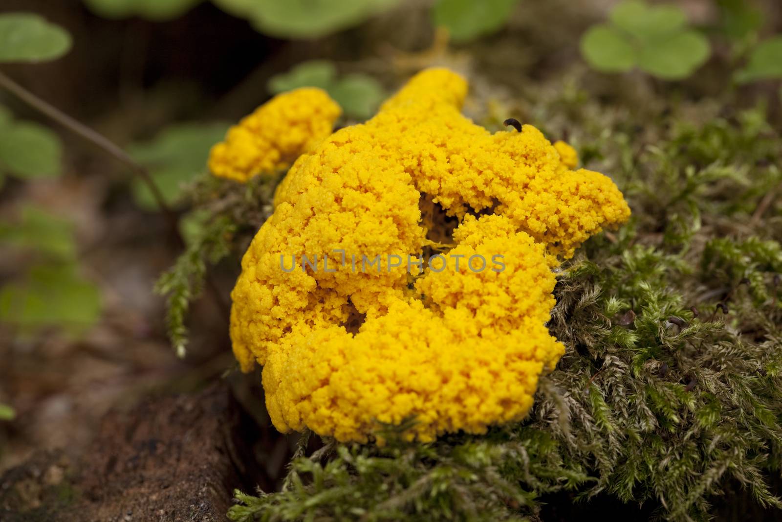 orange slime mould (Fuligo septica) on trunk