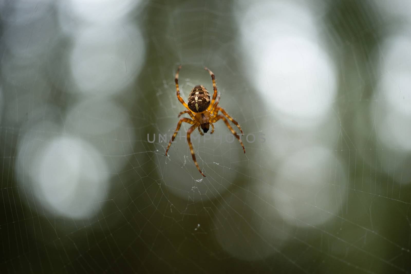 Common Forest Spider Spins Web in the Woods by ChrisBoswell