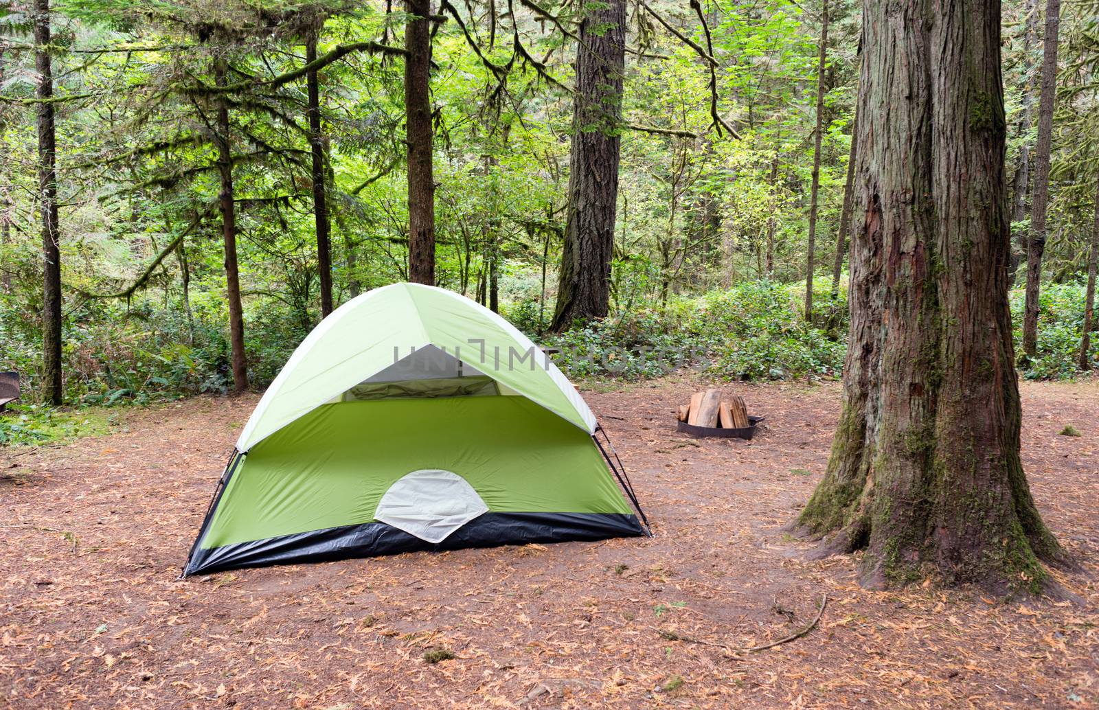 Light makes it through to this campsight in the woods